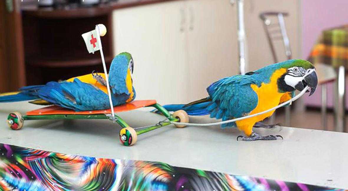 Шоу попугаев на детский праздник